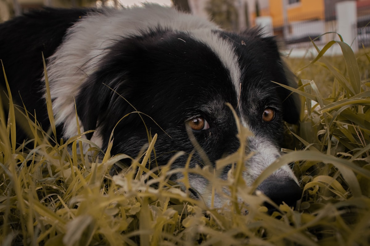 Dog hiding under blanket