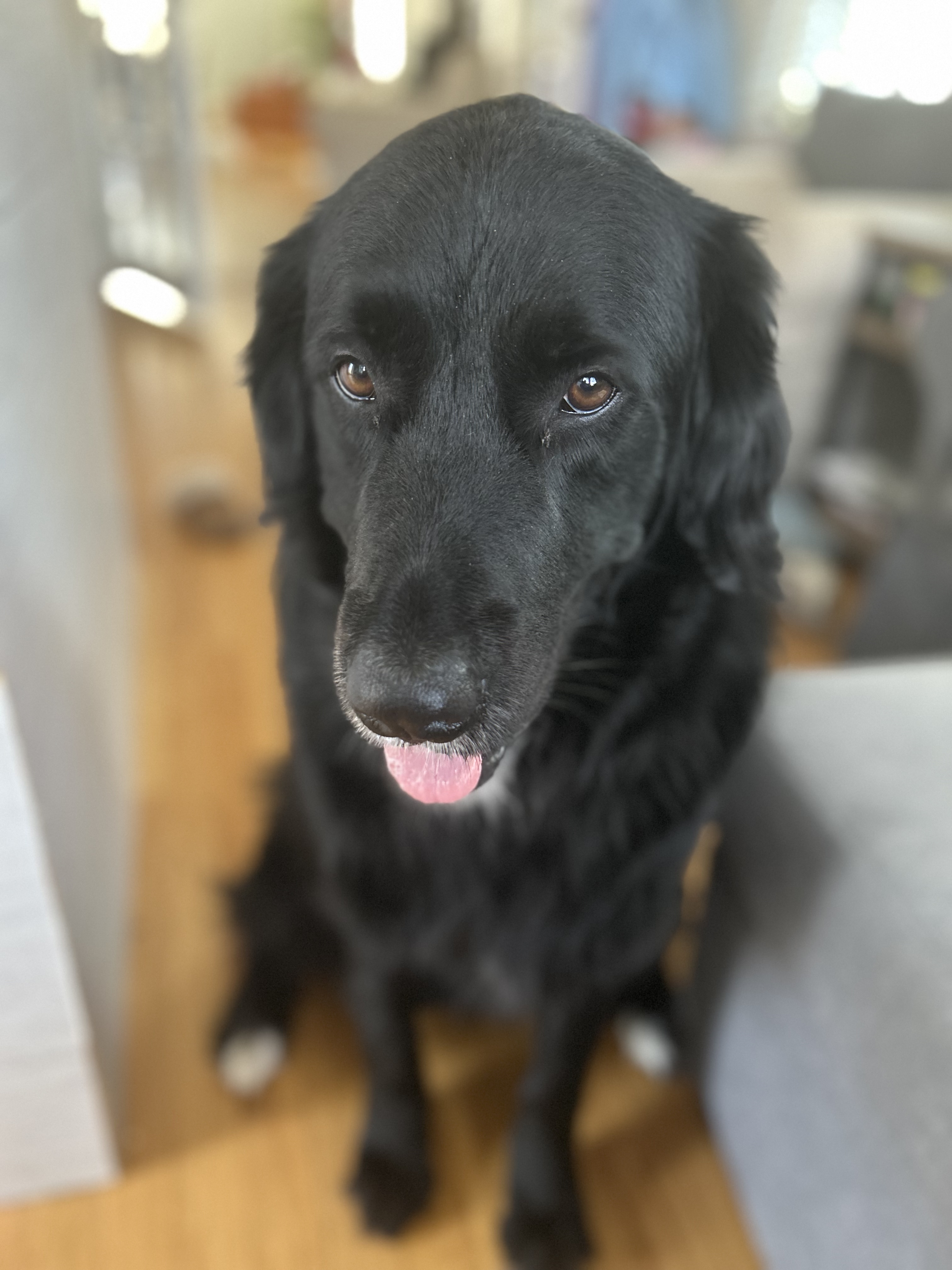 Juniper, the dog who inspired Dog Thunder.
